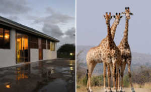 Camp site and giraffe at Hluhluwe