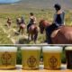 A horseback outride for 2 plus beer tasting botriver western cape