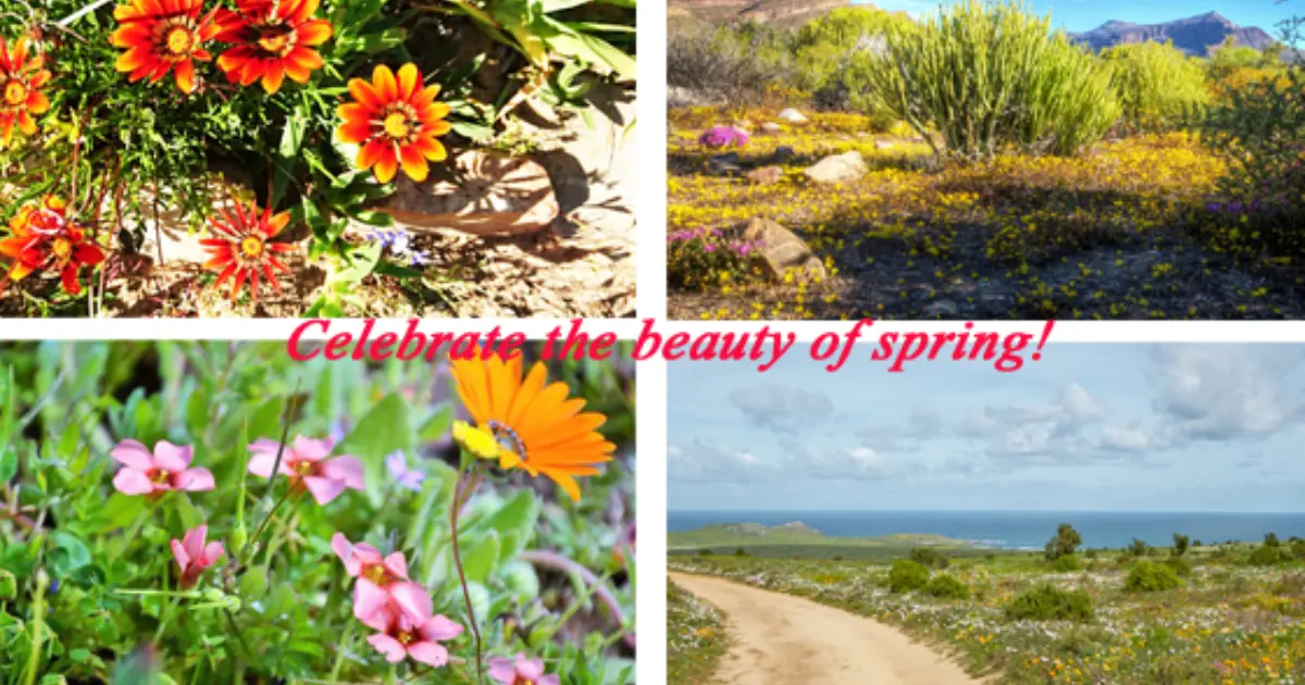 beautiful Cape Spring Flowers Along the West Coast