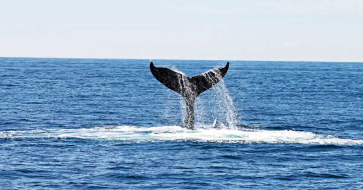 whale waggling its tail during whale watching season