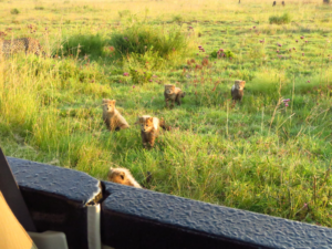 things to do in pretoria: Rietvlei Game Reserve
