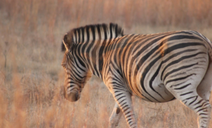 things to do in pretoria: Groenkloof Nature Reserve