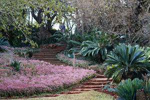 things to do in pretoria: Pretoria National Botanical Gardens