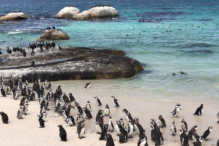 Things to do in Cape Town - Boulders Beach