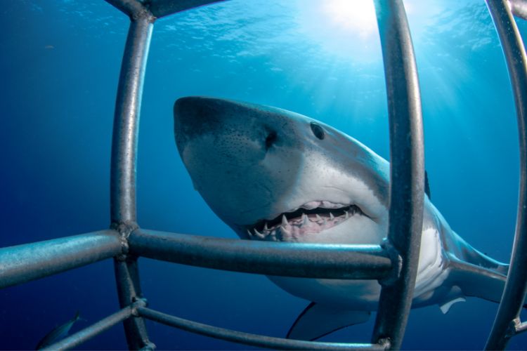 Things to do in Cape Town - Shark Cage Diving in Gansbaai