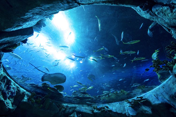 Things to do in Cape Town - The Two Oceans Aquarium