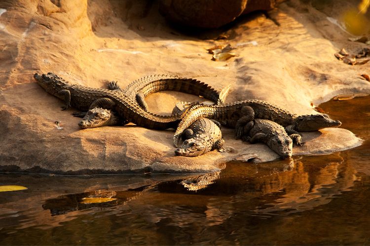 Things to do in johannesburg - crocodile city 