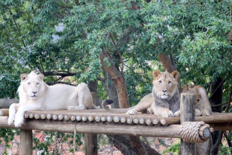 Things to do in Johannesburg - Johannesburg Zoo