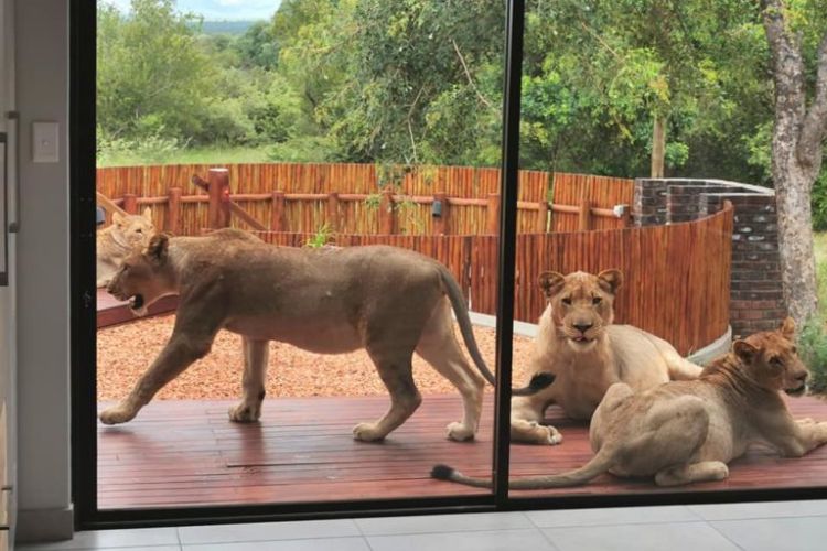 Things to do in Johannesburg - Lion and Safari Park