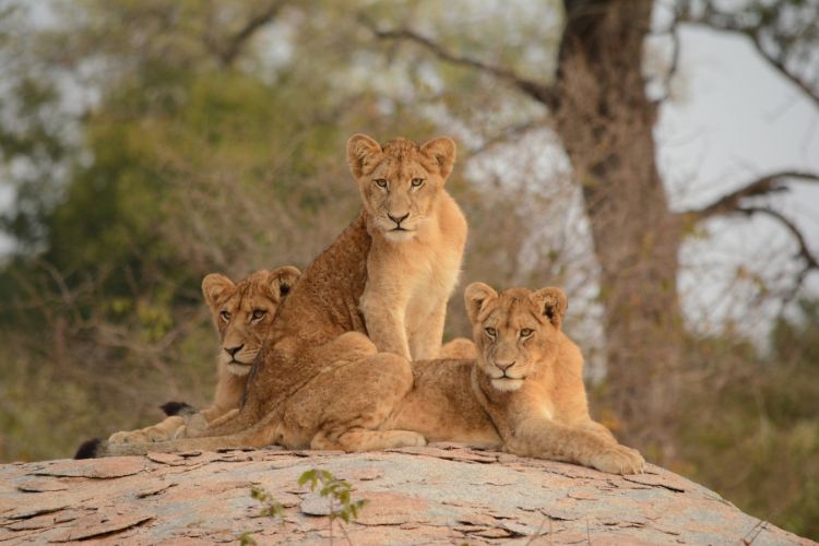 things to do in hoedspruit - Visit Kruger National Park