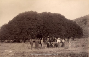 things to do in pretoria: wonderboom fig tree