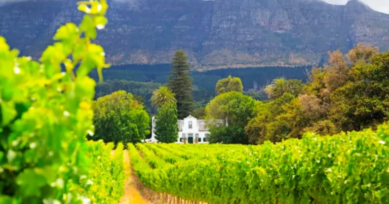 The 10 Best Wine Farm Accommodation in Cape Town