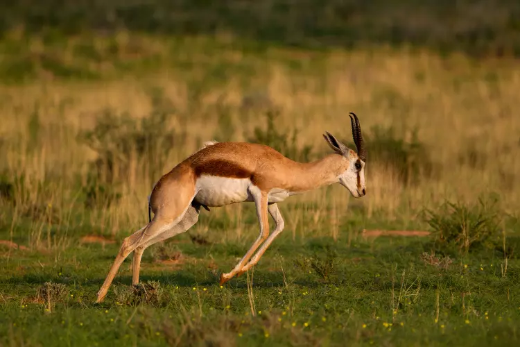 Blesfontein Guest Farm