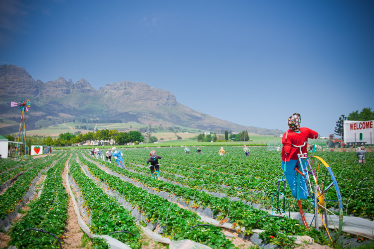 Stellenbosch