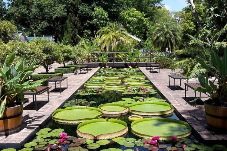 Stellenbosch University Botanical Garden