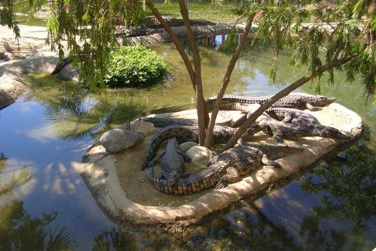 Seronera Crocodile Farm Tours