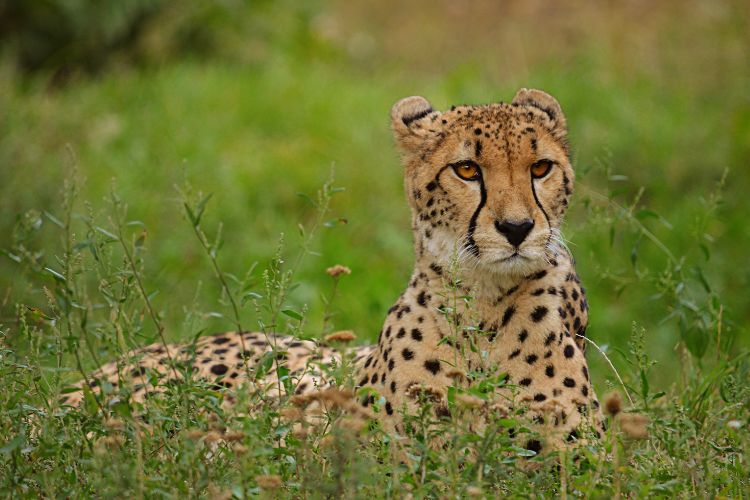 Fun Things to do in Pretoria - Ann Van Dyk Cheetah Centre