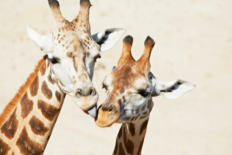 Stellenbosch Giraffe 