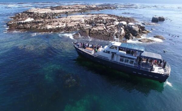 seal island cruise hout bay