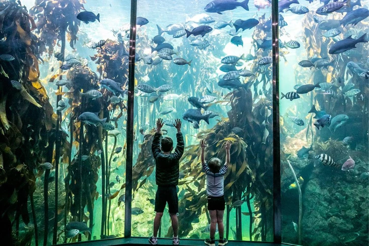 Two Oceans Aquarium - Kids Entertainment