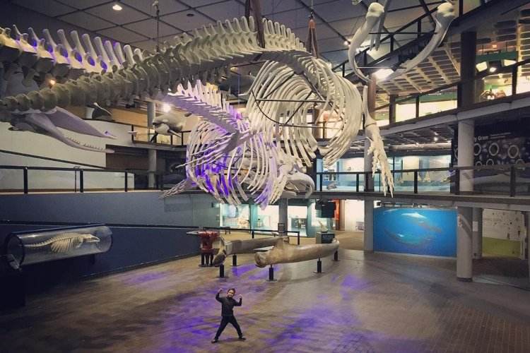 iziko south african museum things to do in cape town with kids