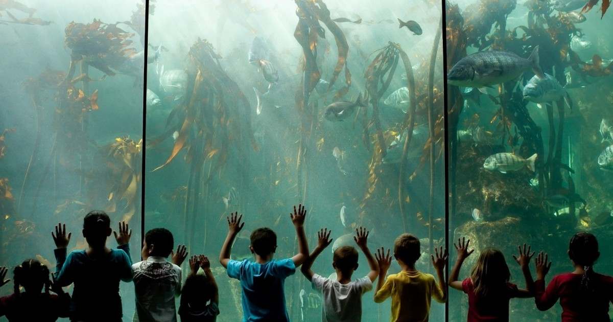 two oceans aquarium things to do in cape town with kids
