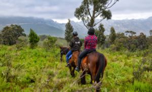 Horse Riding Experience at Goedeverwachting Estate