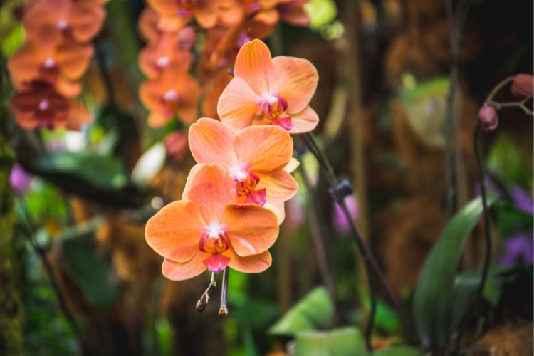 Bloemfontein Botanical Gardens