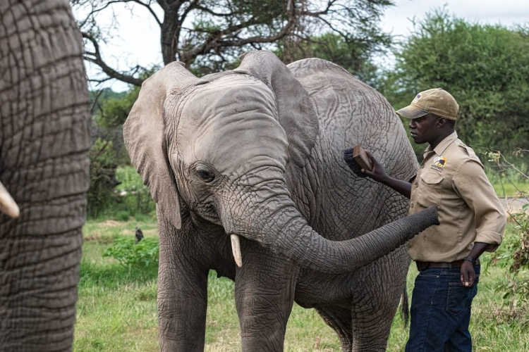 elephant with carer