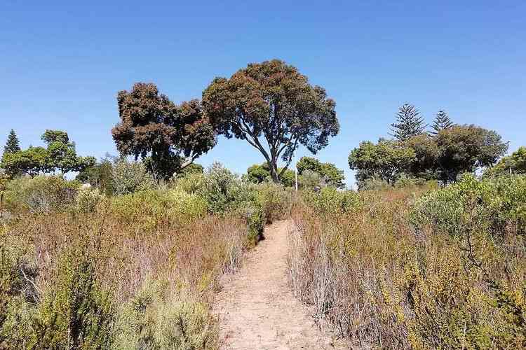 durbanville nature reserve - things to do in durbanville