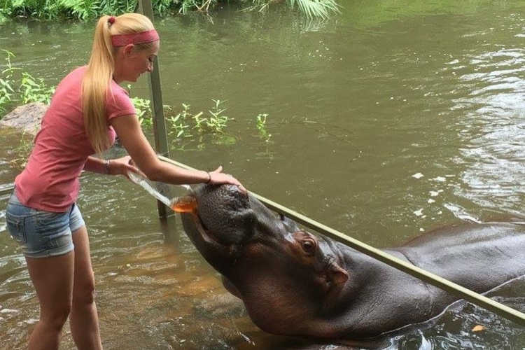 hippo jessica
