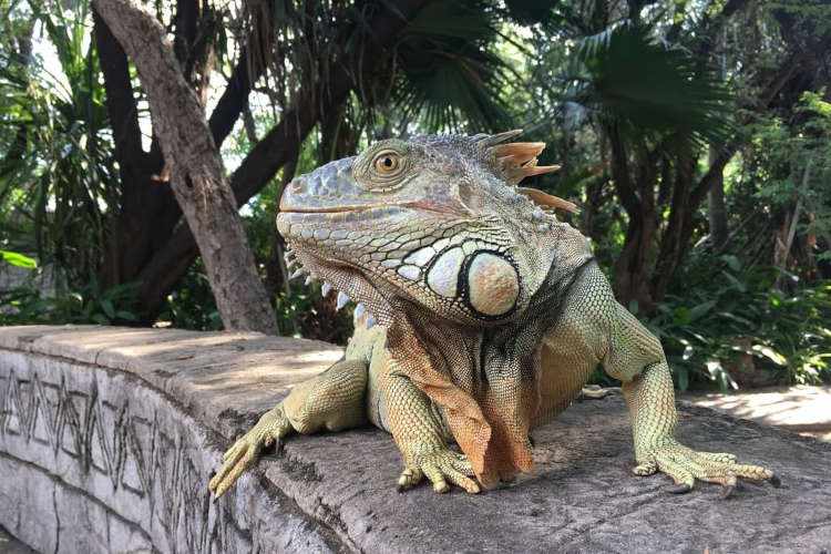 green iguana at hoedspruit reptile centre - things to do in limpopo