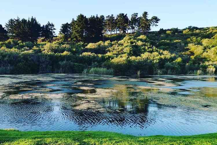 majik forest - things to do in durbanville