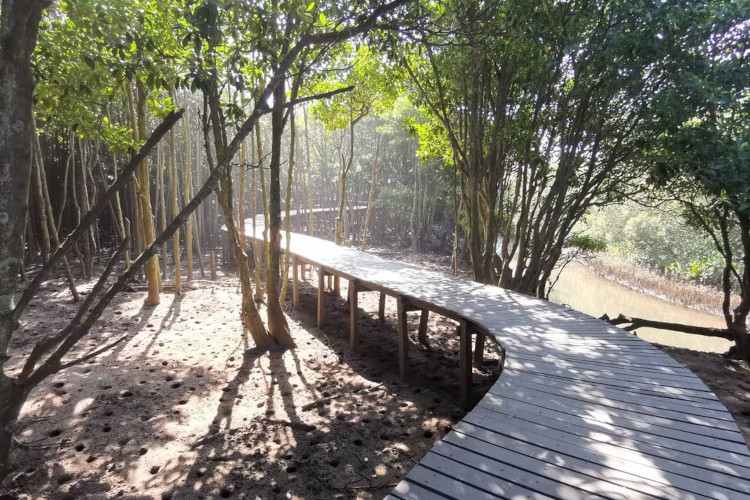 Beachwood Mangrove Nature Reserve - Things to do with the family in Durban