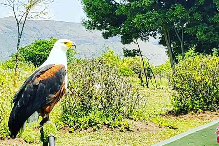 Bald eagle at Falcon Ridge - Bird of Prey Centre