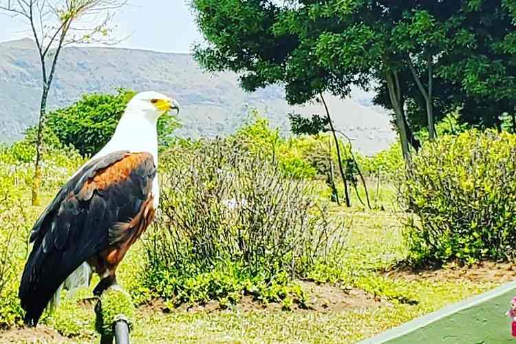 Be amazed at the Falcon Ridge Bird of Prey Centre