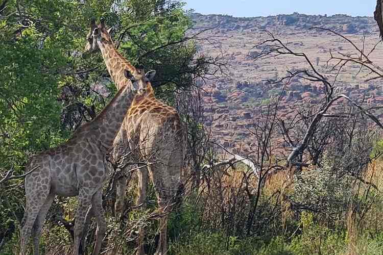 mountain sanctuary park - magaliesberg mountains