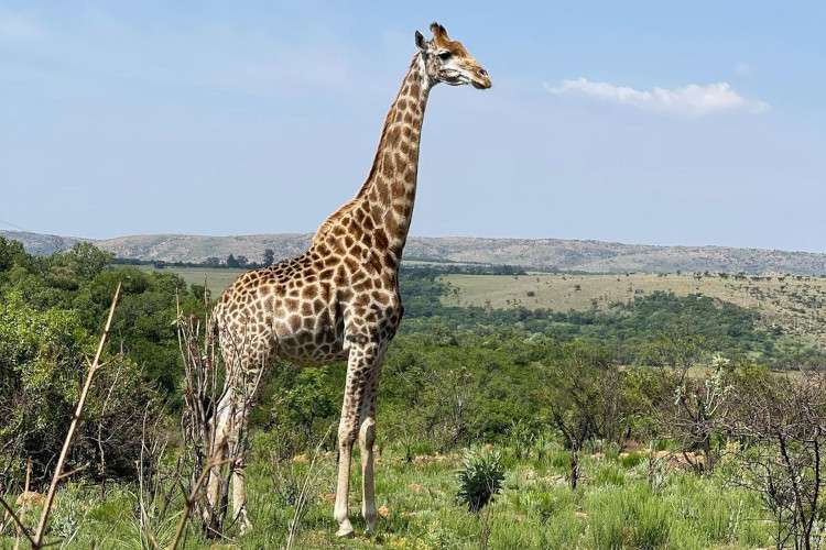 A giraffe at the Windy Brow Game Reserve
