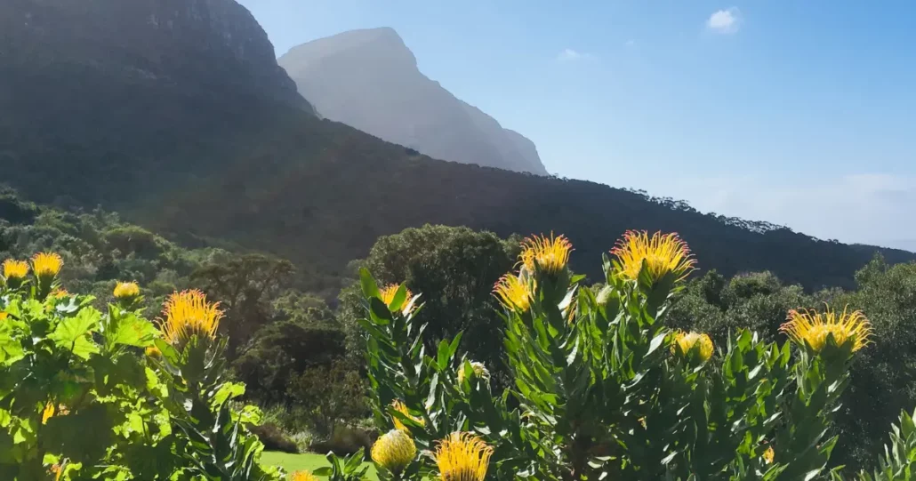 Kirstenbosch National Botanical Garden - Tourist Attractions in South Africa