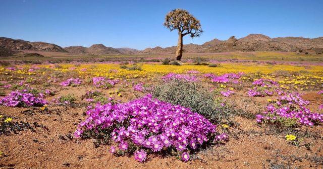 Namaqua National Park - dream_of_grootbos - Tourist attractions in South Africa