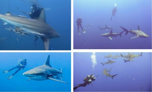 shark diving Umkomaas