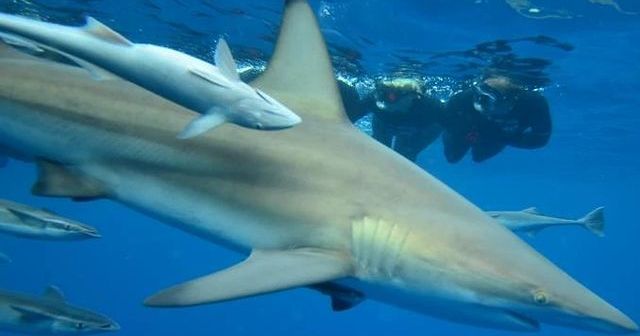 Shark cage diving - Tourist Attractions in South Africa - sharkcagedivingkzn