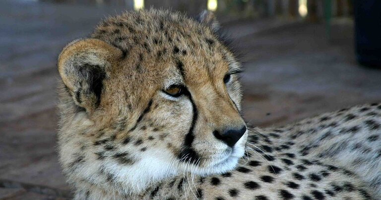 Cheetah Outreach Tour Somerset West -10 Best Things to do in Somerset West 