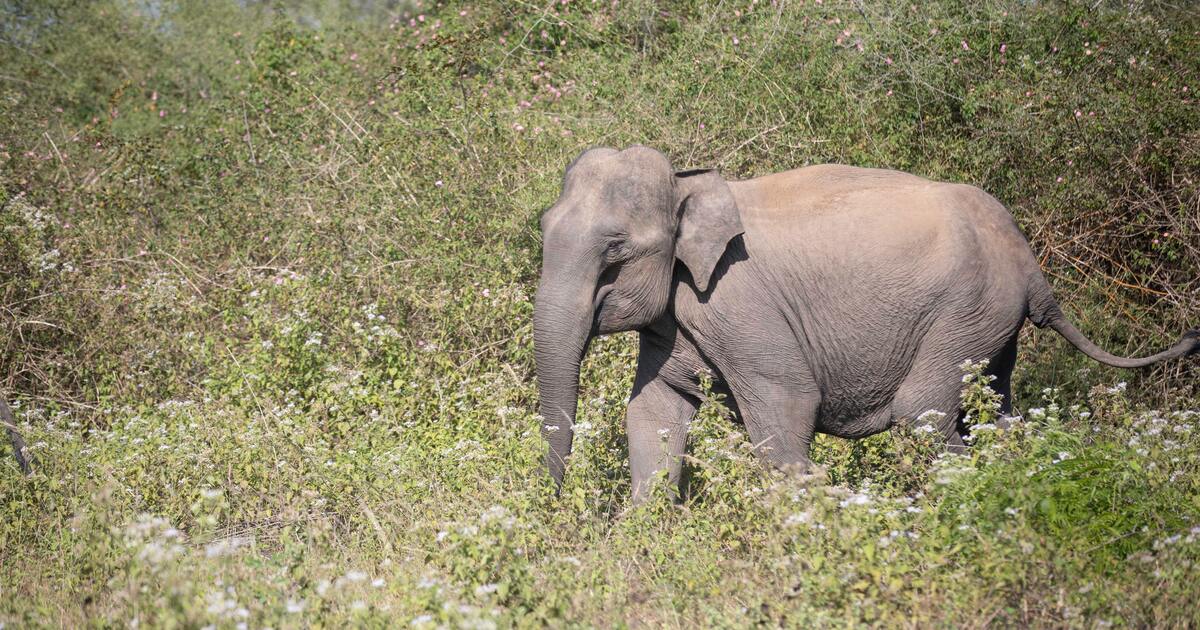 Aan elephant in the bush