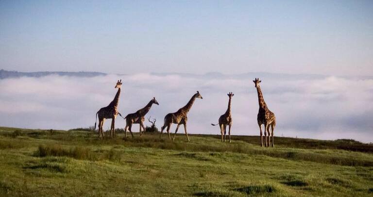 Phezulu Safari - places to visit in durban 