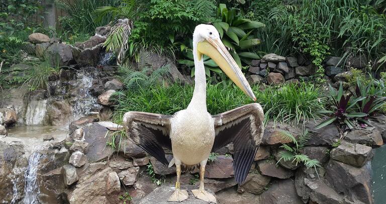Umgeni River Bird Park - places to visit in durban