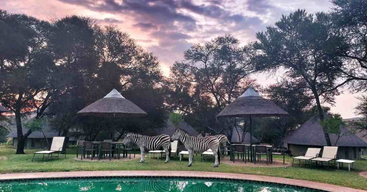 Zebras at Cradle Moon Lakeside Game Lodge - Things to Do in Muldersdrift - Featured Image