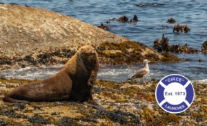 Seals on Seal Island spotted from a Circe Launches cruise in Hout Bay