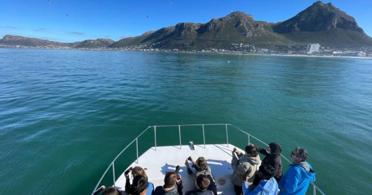 10 Shark Diving activities in Cape Town