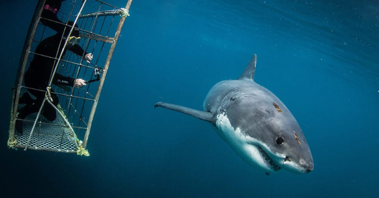 shark diving cape town